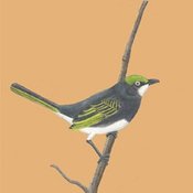 Slaty Vireo